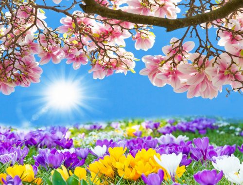 Szép tavaszt, sok napsütést kívánunk!