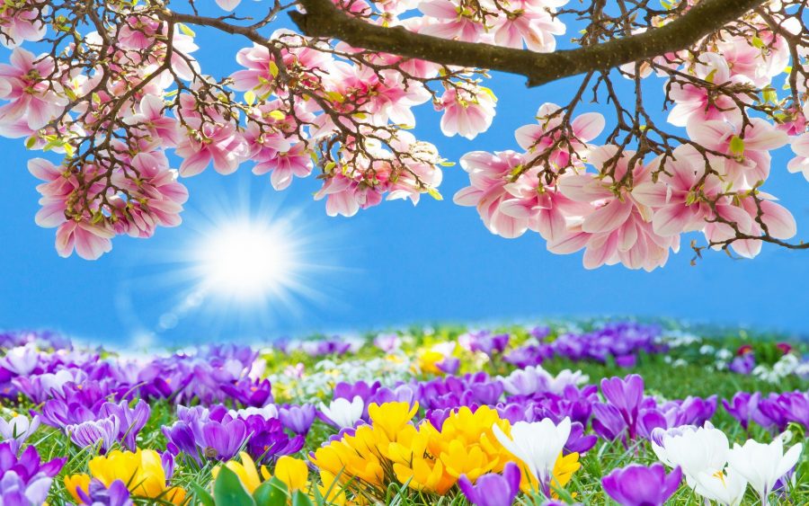 Szép tavaszt, sok napsütést kívánunk!